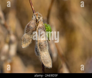 Southern Green Stink Bug pod brun doré à maturité de la plante de soya dans la zone au début de la saison des récoltes dans la région de Midwest. Journée d'automne ensoleillée. Banque D'Images