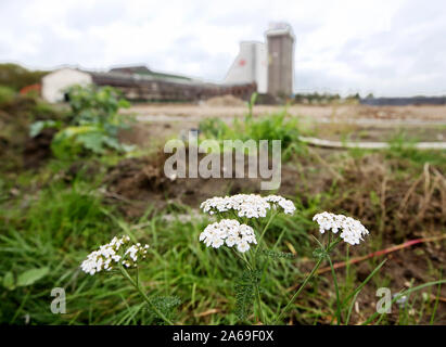 Kamp Lintfort, Allemagne. 09Th Oct, 2019. Meadow fleurs poussent sur le site de l'ancienne mine de 60 a,b Vozdvyzhneska Street (la mine de l'Ouest), qui sera remaniée pour l'État Garden Show 2020. Par 17.04.2020 tout doit être prêt, parce qu'alors le jardin spectacle est d'être ouvert. (Dpa-Korr 'Kamp-Lintfort et l'Adieu au charbon Turbo') Credit : Roland Weihrauch/dpa/Alamy Live News Banque D'Images