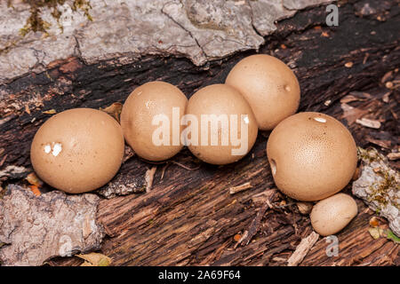 Vesse-de-loup en forme de poire (Apioperdon pyriforme), AKA Stump Puffballs, poussent sur un journal qui pourrissent en automne. Banque D'Images