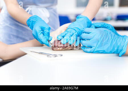 Les étudiants en médecine dans la dissection du cœur de mouton des tp Banque D'Images