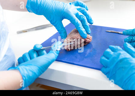 Les étudiants en médecine dans la dissection du cœur de mouton des tp Banque D'Images