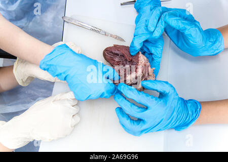 Les étudiants en médecine dans la dissection du cœur de mouton des tp Banque D'Images