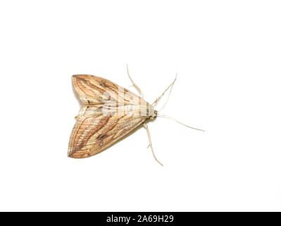 Evergestis forficalis galets jardin le papillon nocturne isolé sur fond blanc Banque D'Images