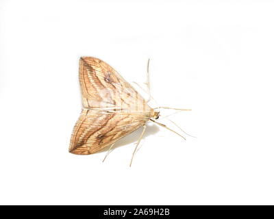 Evergestis forficalis galets jardin le papillon nocturne isolé sur fond blanc Banque D'Images