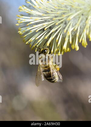 Une abeille mellifère Apis mellifera la collecte du pollen sur une fleur jaune chaton de saule Banque D'Images