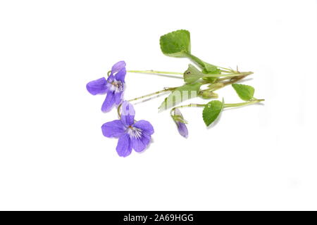 Me demande violette Viola mirabilis fleurs isolé sur fond blanc Banque D'Images