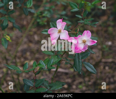 Deux Caroline Rose Fleurs dans un cadre Nature Banque D'Images