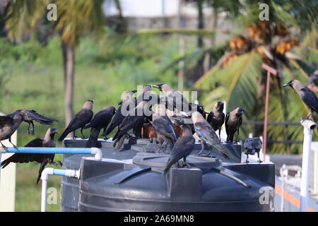 Groupe de corbeaux noirs dans la nature Banque D'Images