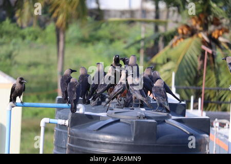 Groupe de corbeaux noirs dans la nature Banque D'Images