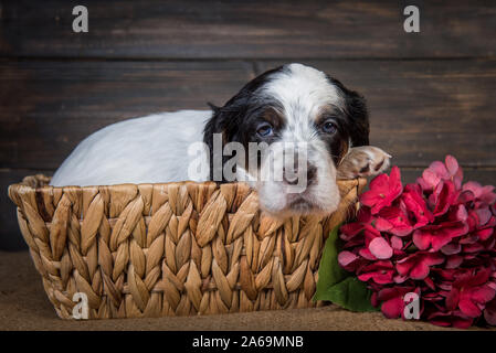 Mignon chiot Setter Anglais chien avec les yeux bleus. Banque D'Images