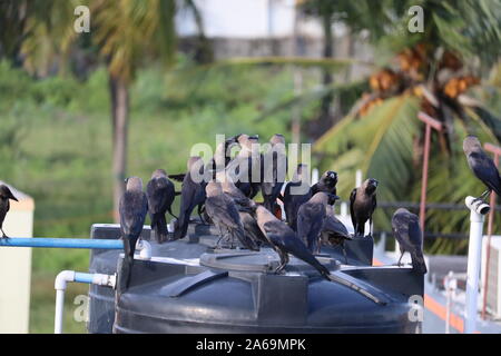 Groupe de corbeaux noirs dans la nature Banque D'Images