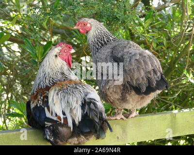 Deux Poulets perché sur une clôture Banque D'Images