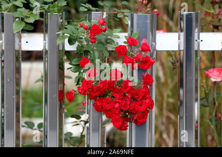 Bouquet de belles roses rouge sombre de plus en plus forte densité végétale unique entre l'inox brillant maison familiale en clôture jardin urbain local sur l'automne chaud et ensoleillé Banque D'Images