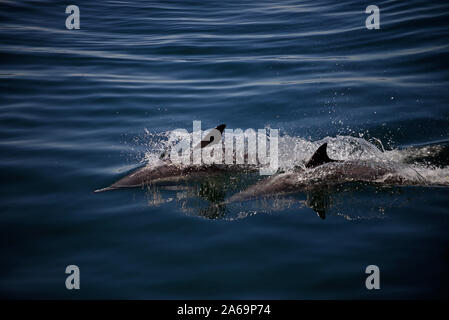 Dauphins communs à long bec (Delphinus capensis), Golfe de Californie (Mer de Cortez), Baja California, Mexique Banque D'Images