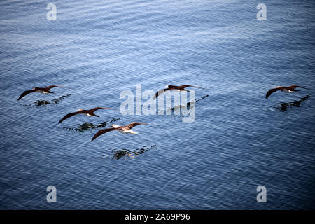 L'Heermann Goélands argentés (Larus heermanni) dans la mer de Cortez, Mexique Banque D'Images