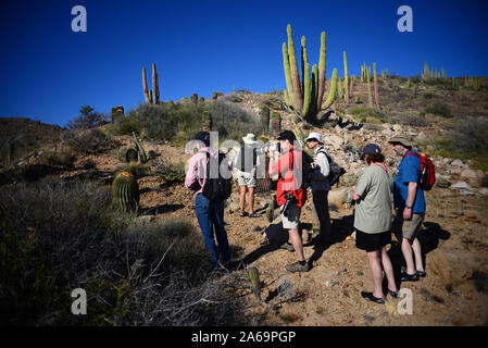 Les visiteurs de l'île Santa Catalina, Baja California Sur, Mexique Banque D'Images