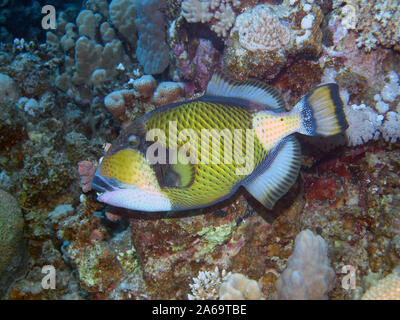 Un Titan Triggerfish (Balistoides viridescens) Banque D'Images