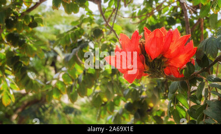 Spathodea rouge fleur, est communément connue sous le nom de African tuliptree dans jardin tropical de Tenerife, Canaries , Espagne. Bel florallarge backg Banque D'Images