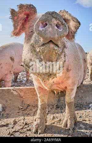 Close up of a free range cochon dans la boue Banque D'Images