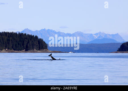 Orca à Strait Point, Strait Point, Alaska, USA Banque D'Images