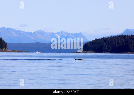 Orca à Strait Point, Strait Point, Alaska, USA Banque D'Images