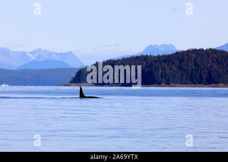 Orca à Strait Point, Strait Point, Alaska, USA Banque D'Images