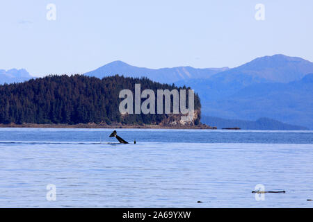 Orca à Strait Point, Strait Point, Alaska, USA Banque D'Images