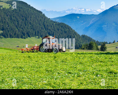 Fauchage, Siusi Dolomites, plateau, plus grande prairie alpine en Europe Banque D'Images