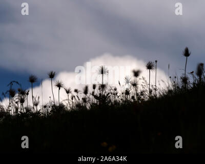 Anémone pulsatille des Alpes Pulsatilla vulgaris graines Siusi Dolomites plus grand plateau pré alpin en Europe Banque D'Images