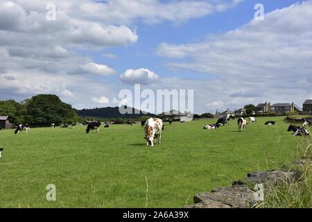 Un troupeau de vaches qui paissent et portant sur un champ vert en été à Huddersfield Yorkshire Angleterre Banque D'Images