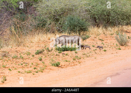 Phacochère truie avec ses petits porcelets, Namibie, Afrique Banque D'Images