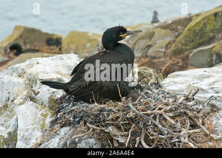 Shag (Shag Européen commun) nichant sur seacliffs. Iles Farne, Northumberland, Angleterre Banque D'Images