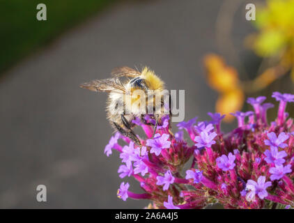 L'abeille découpeuse de Patchwork (Megachile centuncularis) sur une fleur pourpre, Verbena Bonariensis, gros plan, Bavaria, Germany, Europe Banque D'Images