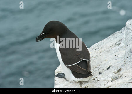 Petit pingouin (Alca torda) ou moins pingouin. Banque D'Images