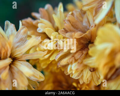 Chrysanthèmes jaunes couvertes de givre. La première entrée froide au début. Des pétales de fleurs tombés encore gelé. Gros bourgeons de fleurs d'automne s'est évanoui. Banque D'Images