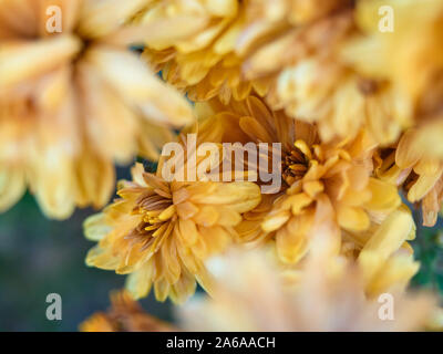 Chrysanthèmes jaunes couvertes de givre. La première entrée froide au début. Des pétales de fleurs tombés encore gelé. Gros bourgeons de fleurs d'automne s'est évanoui. Banque D'Images