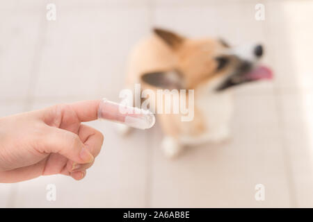 Porter la main doigt brosse pour le nettoyage des dents du chat et chien Banque D'Images