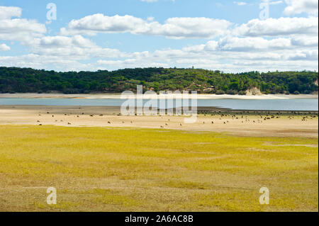 Le pâturage des moutons et chèvres près de la rivière, de l'Alentejo, Portugal Central Banque D'Images