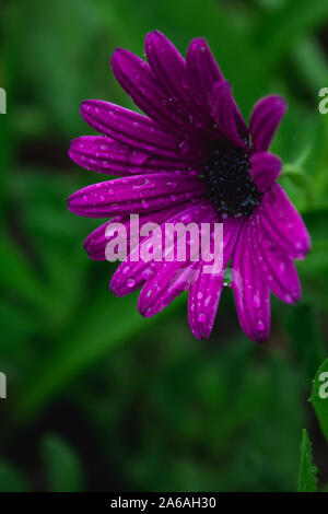 Belle fleur violet daisy africains avec des gouttes d'eau sur blossom Banque D'Images