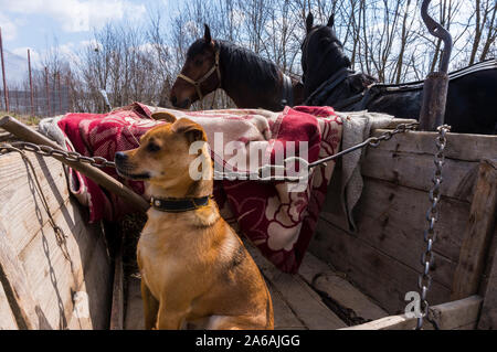 Chien sur la chaîne en captivité quelque part en Transylvanie Banque D'Images