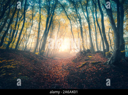 Chemin dans la belle forêt dans le brouillard au lever du soleil en automne Banque D'Images