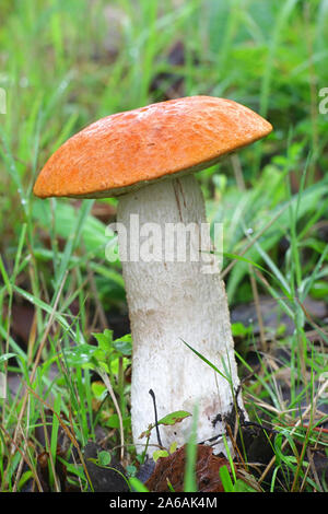 Le Leccinum aurantiacum, connu sous le nom de bolets orange ou rouge-capped scaber manette, champignons sauvages comestibles provenant de la Finlande Banque D'Images