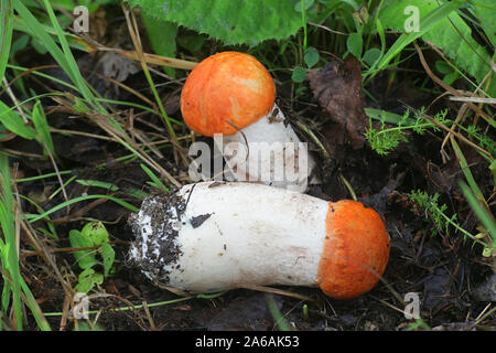 Le Leccinum aurantiacum, connu sous le nom de bolets orange ou rouge-capped scaber manette, champignons sauvages comestibles provenant de la Finlande Banque D'Images