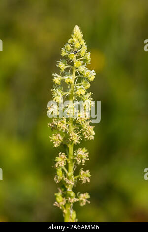 Reseda luteola (soudure), l'épi de fleurs sauvages, Cherry Hinton Puits de craie, Cambridge, Angleterre, Royaume-Uni. Banque D'Images