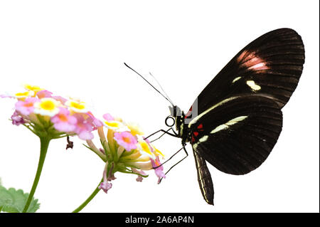 Heliconius butterfly (Heliconius sp.) isolé sur fond blanc. Focus sélectif et très faible profondeur de champ. Banque D'Images