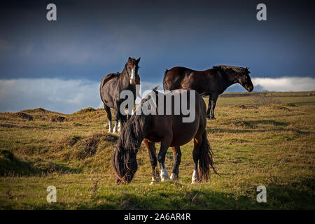 Montagne sauvage chevaux avec ciel dramatique dans la lumière du soir Banque D'Images