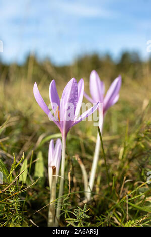 Belle fleur rosée à l'automne (Colchicum autumnal) Banque D'Images