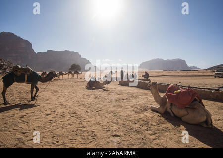 Des chameaux dans une belle journée à la Jordanian désert du Wadi Rum. large dessert avec une étonnante montagnes et dunes de sable. Banque D'Images