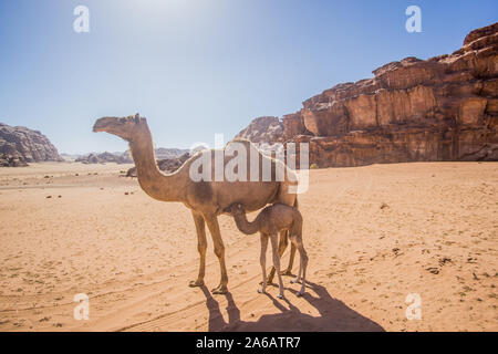 Des chameaux dans une belle journée à la Jordanian désert du Wadi Rum. large dessert avec une étonnante montagnes et dunes de sable. Banque D'Images