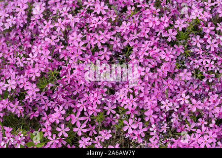 Aubrieta cultorum - petites fleurs rose ou violet Banque D'Images